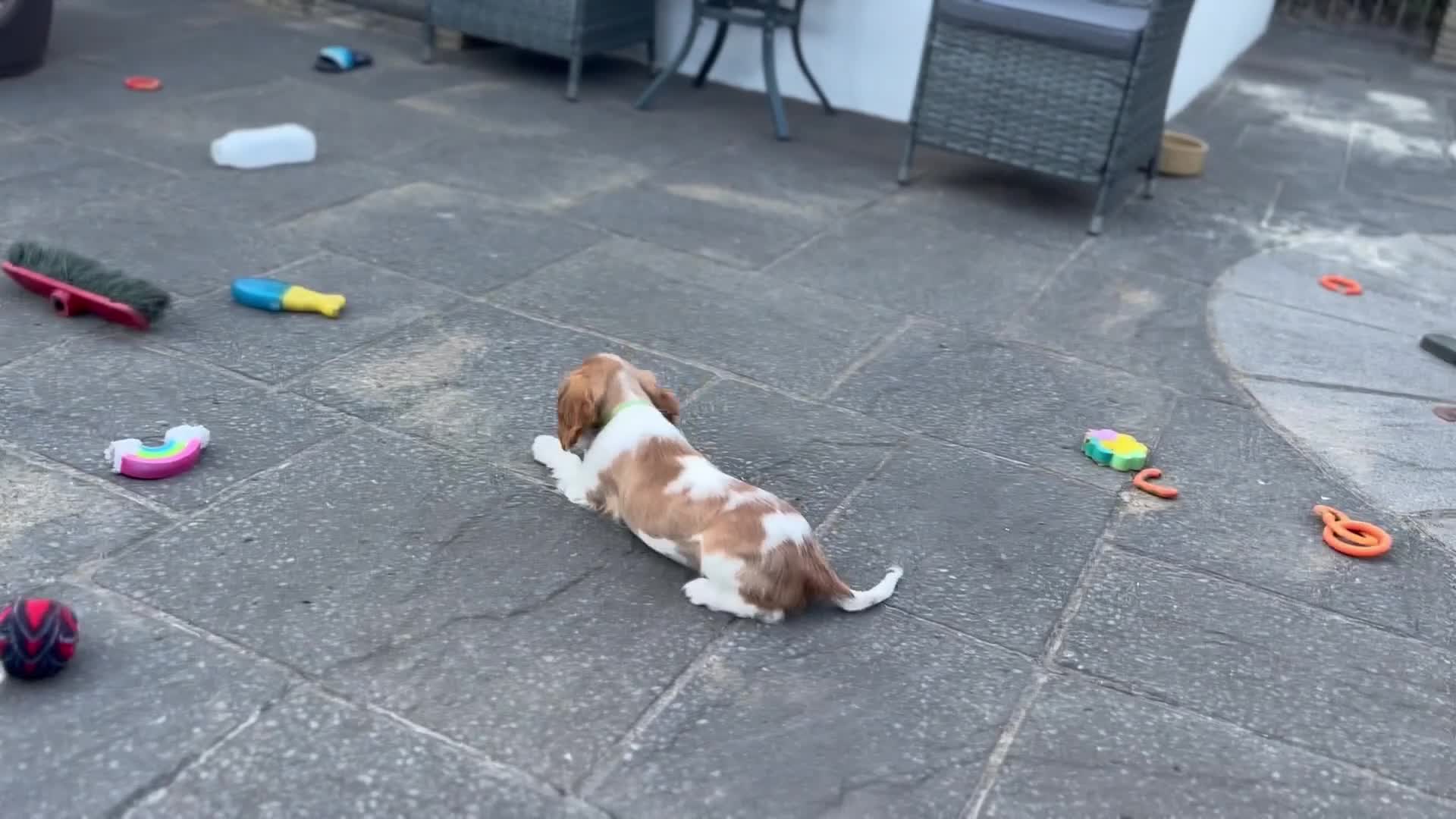 Cavalier King Charles Spaniel dogs for sale: Cavalier King Charles Spaniel Puppies  - Video 4