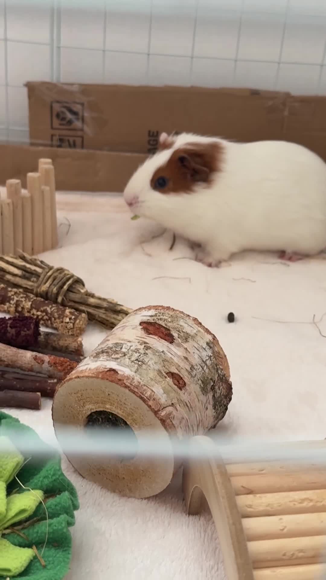 Guinea Pig rodents for sale: Two bonded male guinea pigs  in Enfield - Video 2