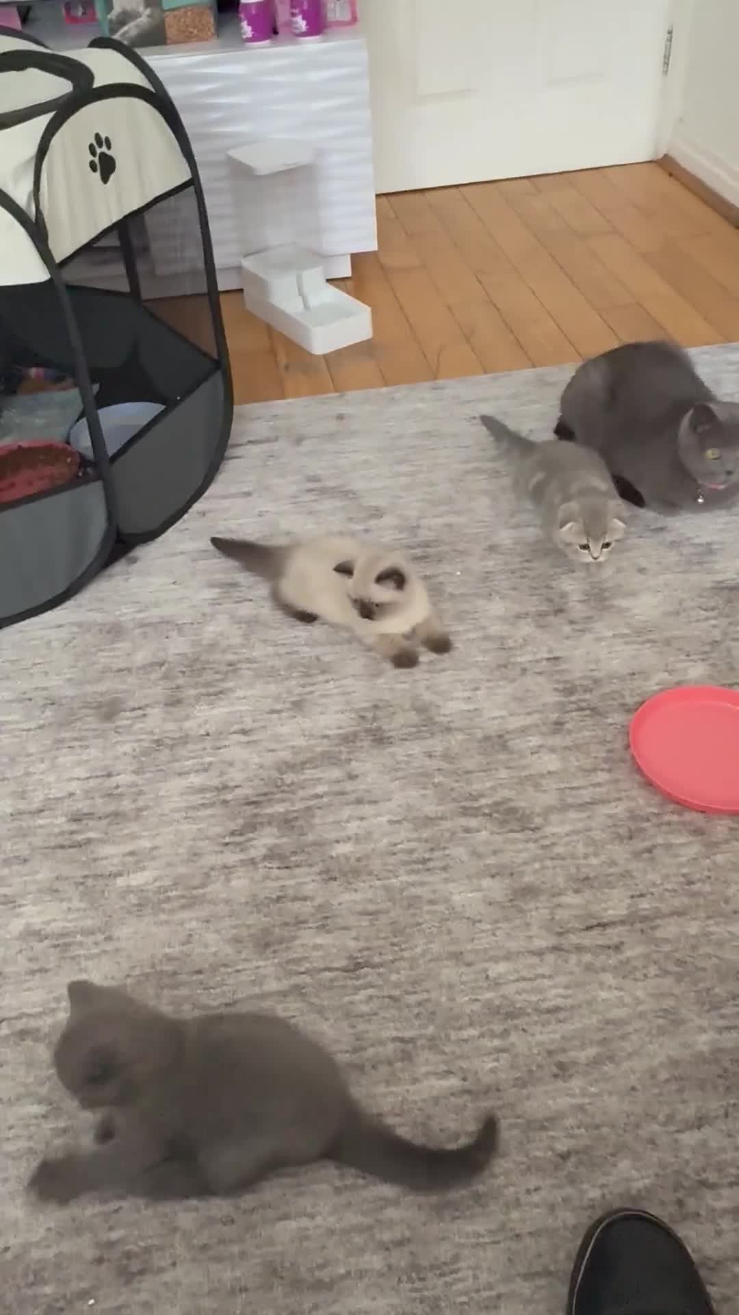 British Shorthair cats for sale: Two beautiful British shorthair X Scottish fold  - Video 3