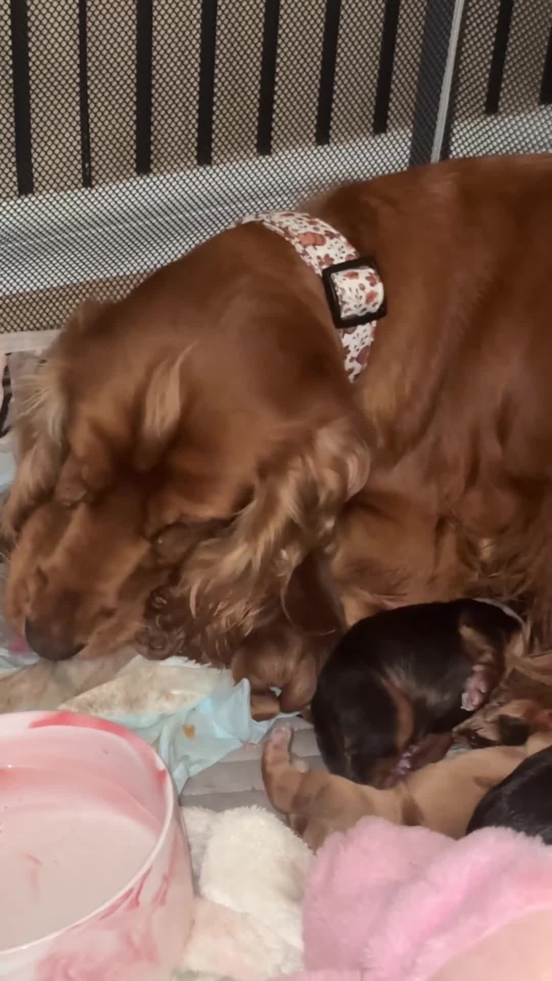 Cocker Spaniel dogs for sale: Gorgeously adorable Show Cocker Spaniels - Video 2