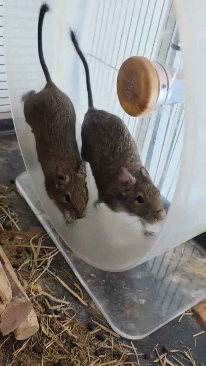 Degus rodents for sale: Adorable Female Degus - Video 2