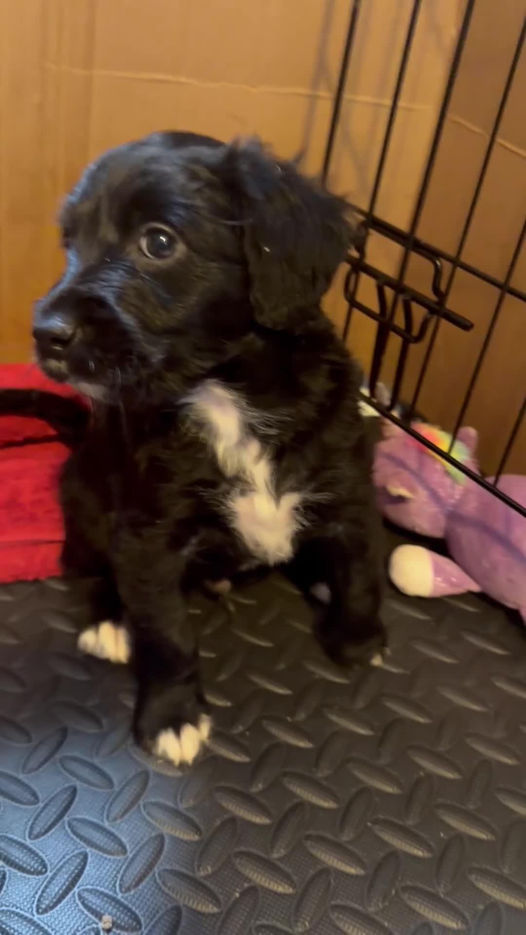 Mixed Breed dogs for sale: Lovely Cockapoo/Border Collie puppies in Abergavenny - Video 4