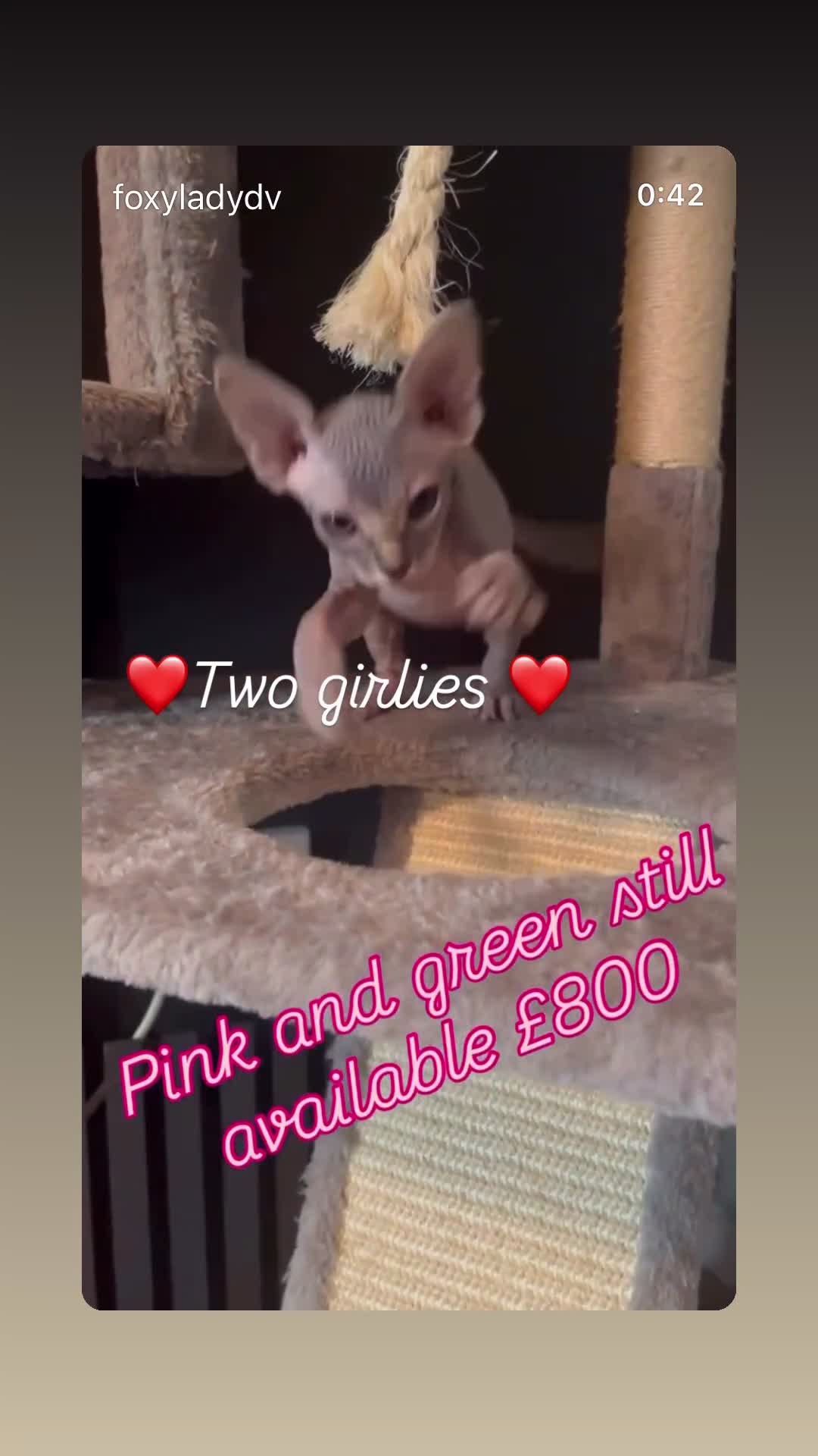 Sphynx cats for sale: August ready kitty’s in need of loving homes - Video 4