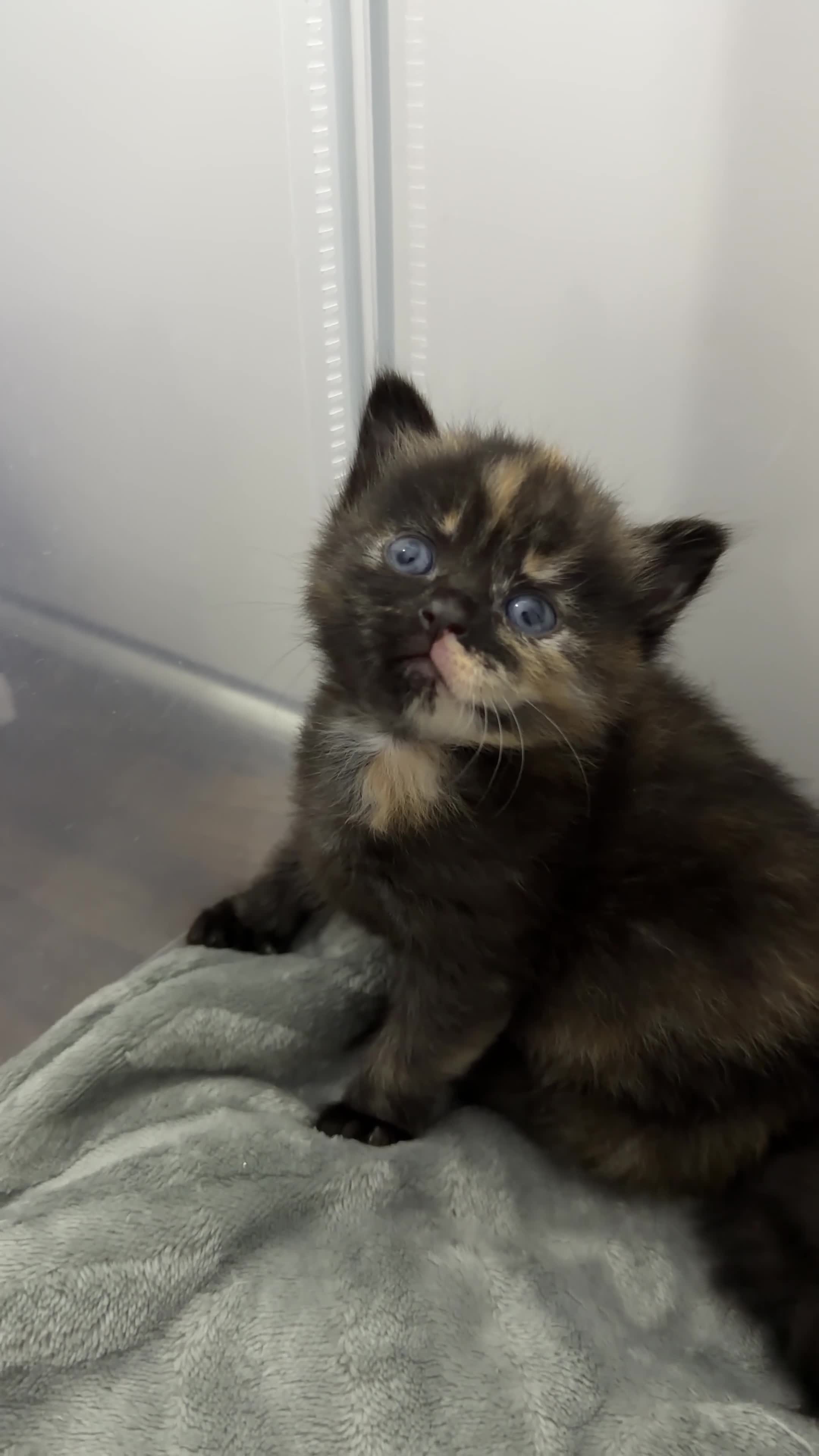 Mixed Breed cats for sale: Beautiful Kittens for Sale – Ready Soon 🐾 - Video 4