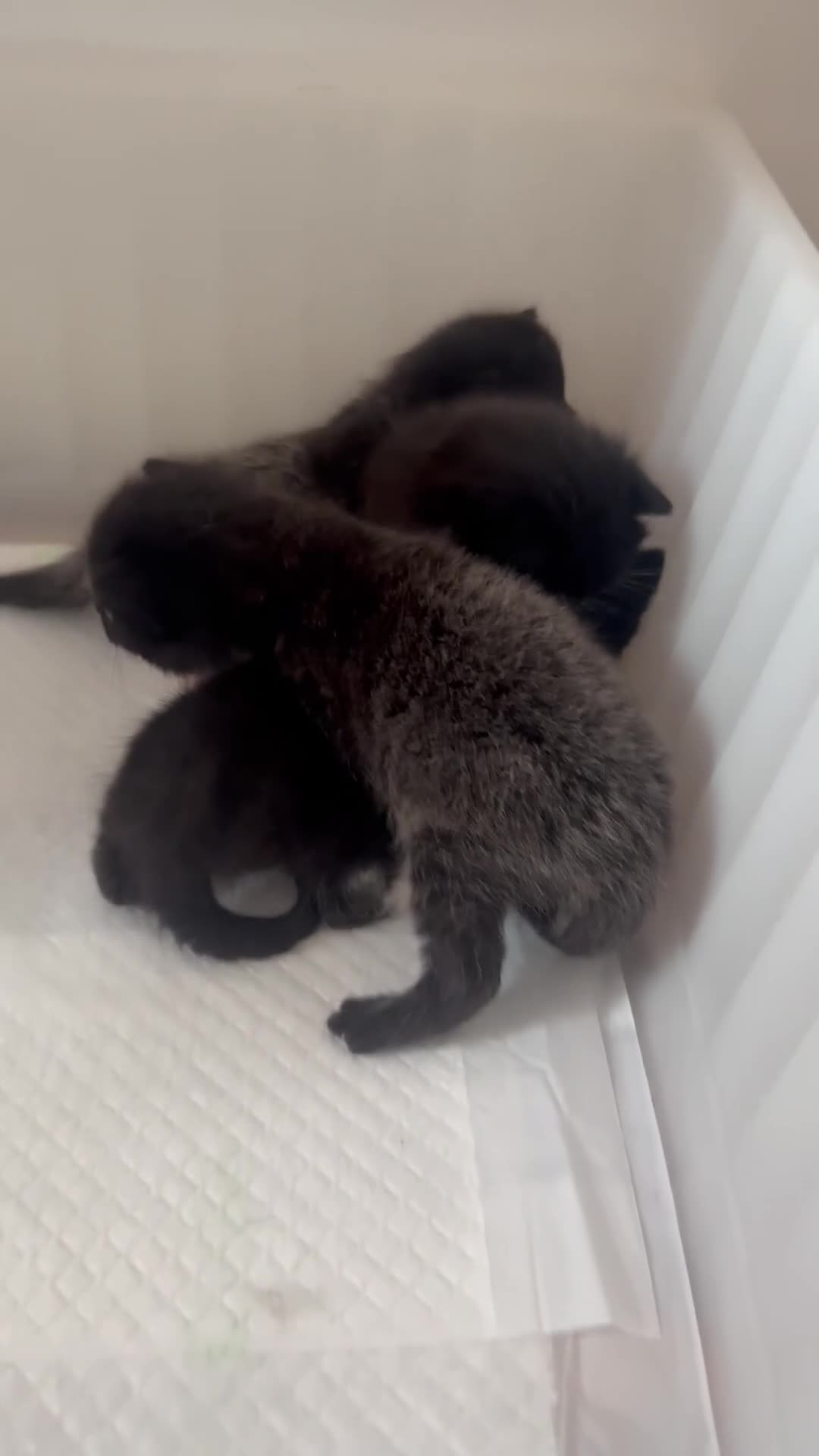Domestic Shorthair cats for sale: Kittens  - Video 4