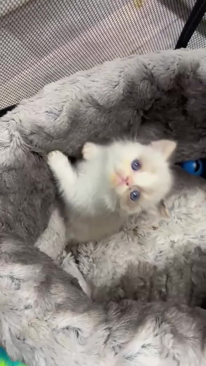 Exotic cats for sale: Wooly whiskers chattery exotic female  - Video 1