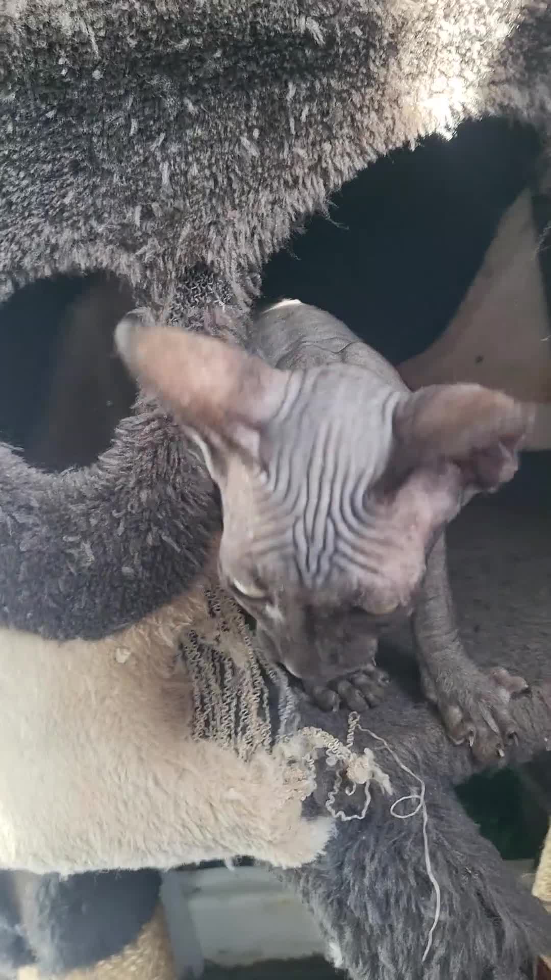 Sphynx cats for sale: 🐾 Exceptional Sphynx Kittens  🐾 - Video 4
