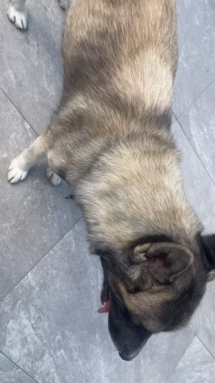 Akita dogs for stud: AKITA stud  in London - Video 2