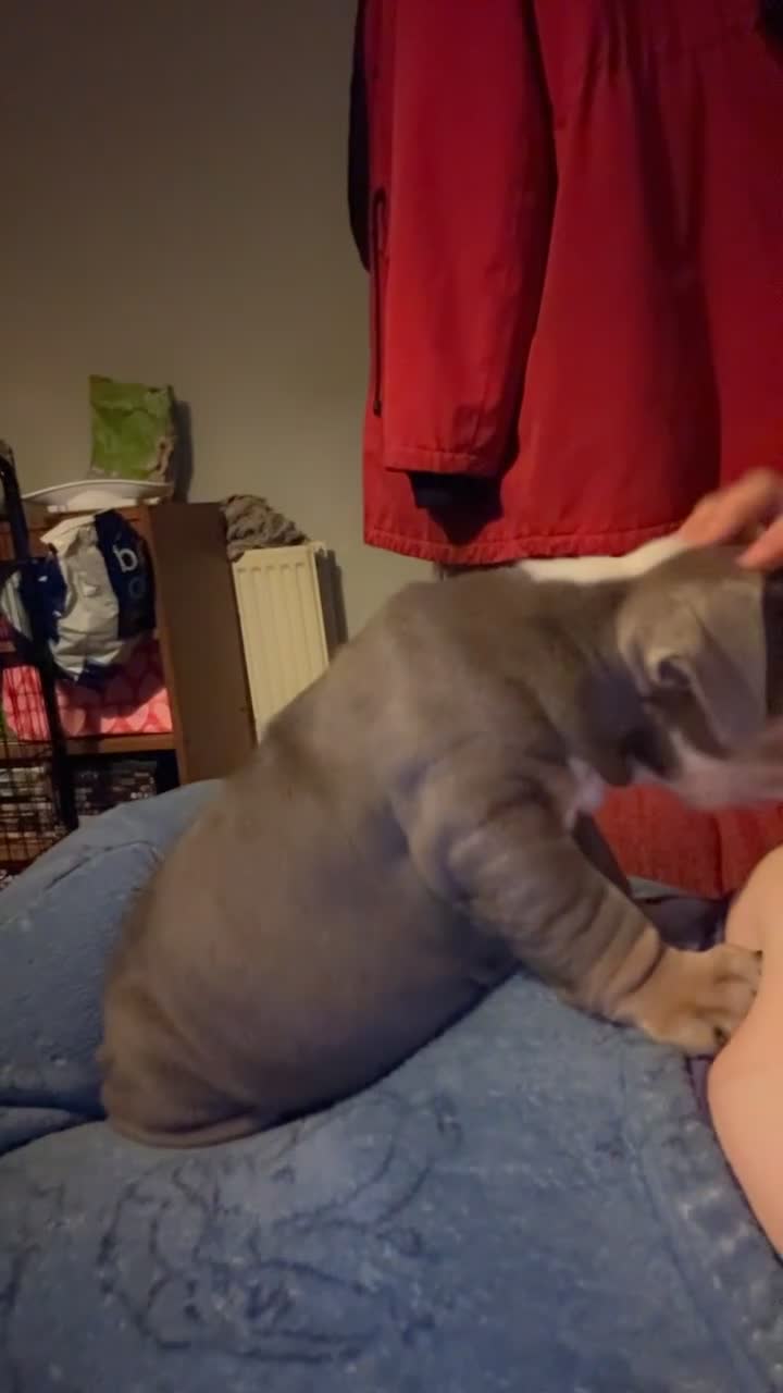 Olde English Bulldogge dogs for sale: Old English bulldog pups fluffy carriers❤️ - Video 2