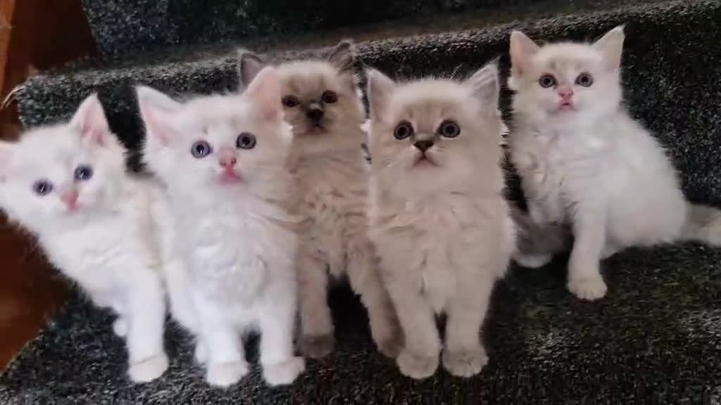 Ragdoll cats for sale: Ready in a week! Stunning Rare Ragdoll babies! - Video 1