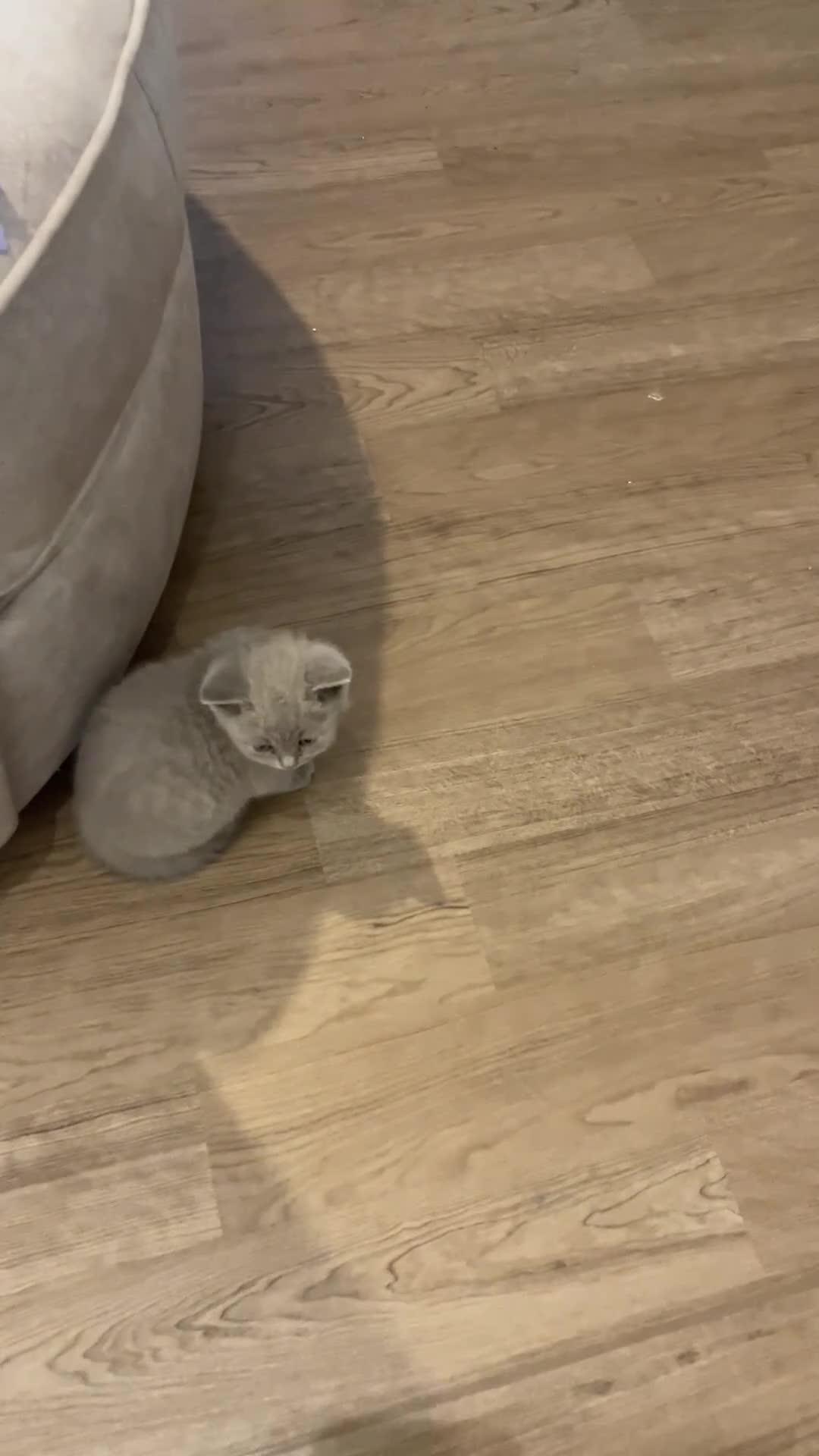 British Shorthair cats for sale: Pedigree British shorthair kittens  - Video 4