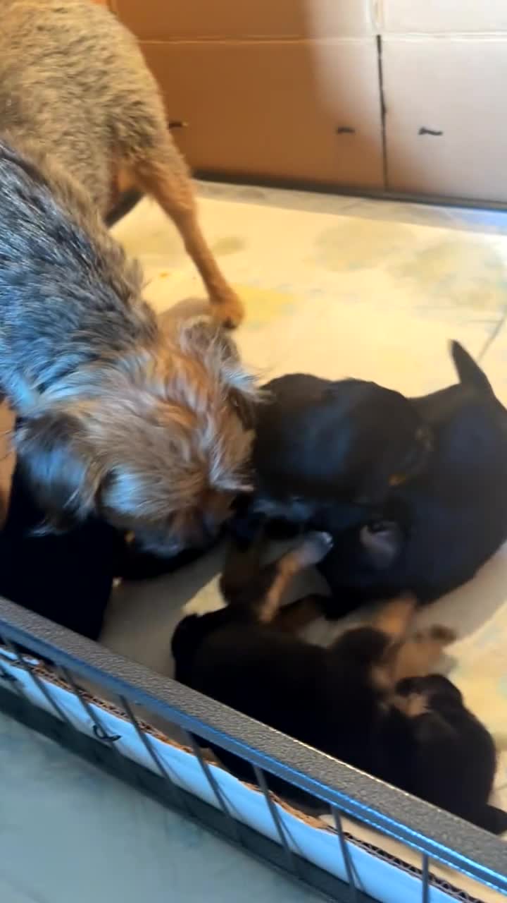 Border Terrier dogs for sale: 4 Beautiful KC Registered Border Terrier Puppies  - Video 1