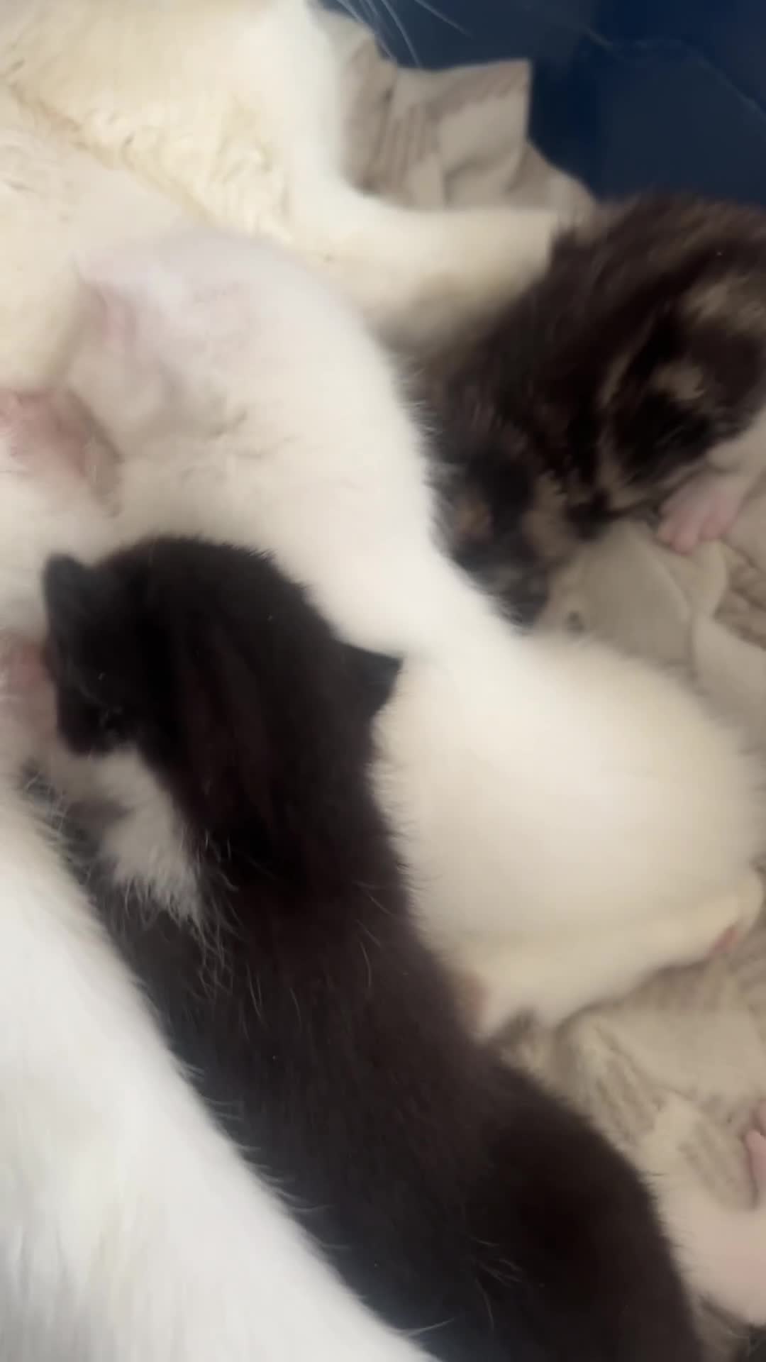 Mixed Breed cats for sale: Kittens  - Video 1