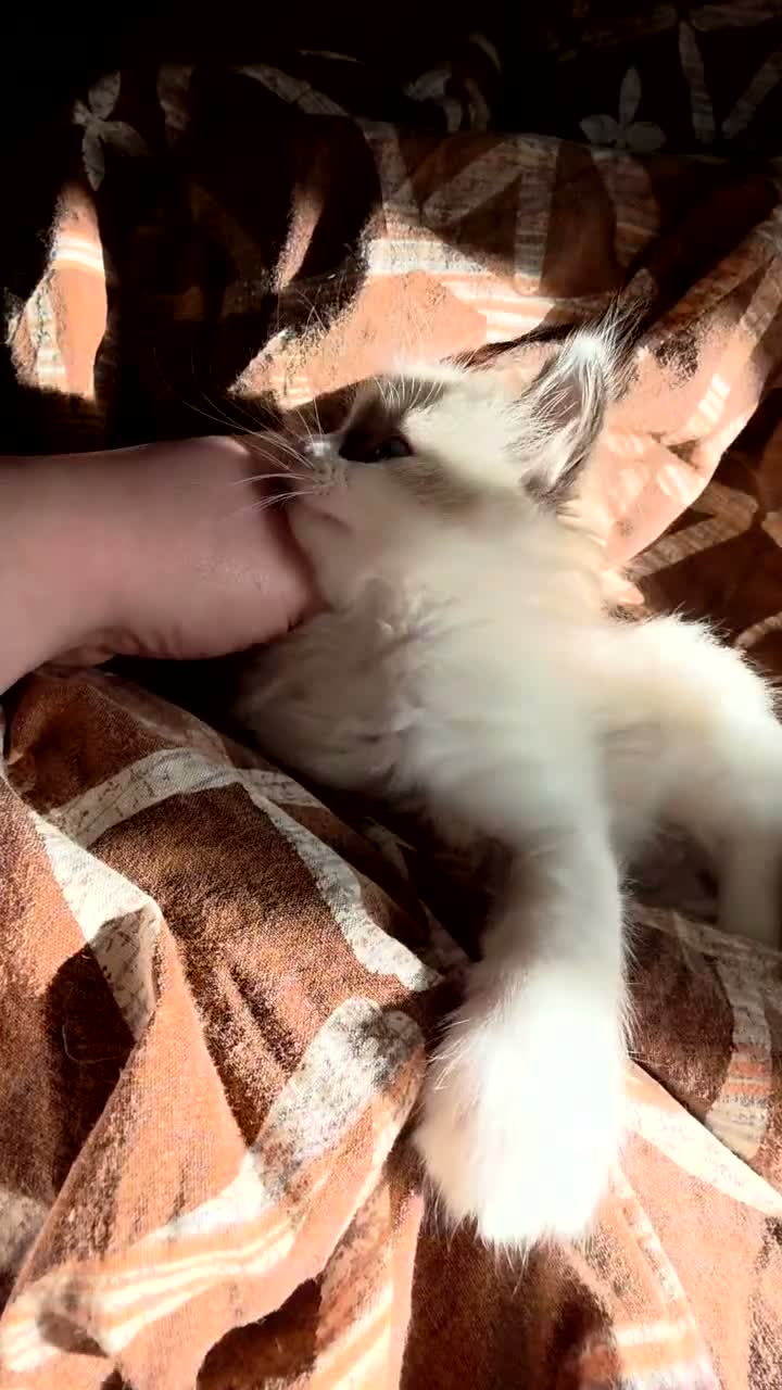 Ragdoll cats for sale: Purebred Ragdoll Kittens in Leigh - Video 2