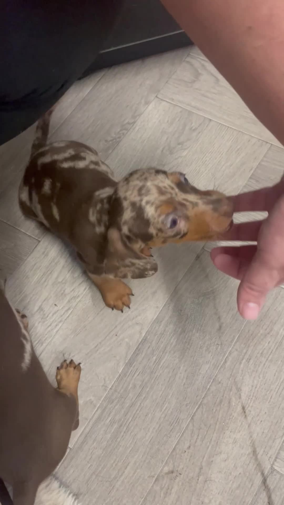 Dachshund dogs for sale: READY TO LEAVE -Beautiful Dachshund puppies - Video 3