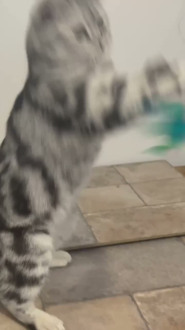 British Shorthair cats for sale: Nellie and Nero GCCF Top Quality Silver Tabbies  - Video 2