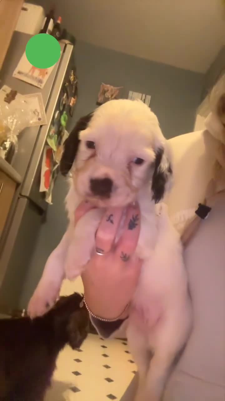 Sprocker dogs for sale: Sprocker Puppies - For Sale - Video 3