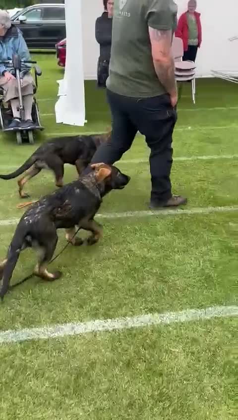 German Shepherd dogs for sale: Exceptional, Trained Working Line German Shepherd  - Video 2