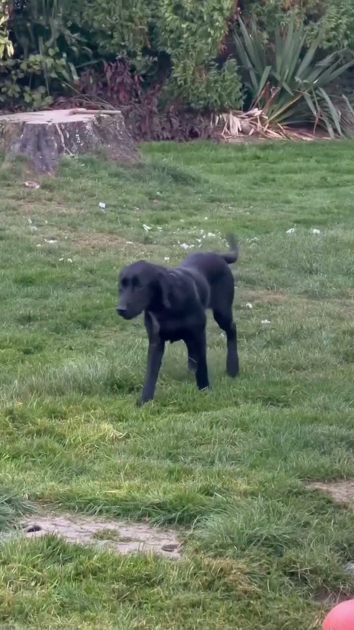 Labrador Retriever dogs for sale: BLACK FEMALE LABRADOR  - Video 4