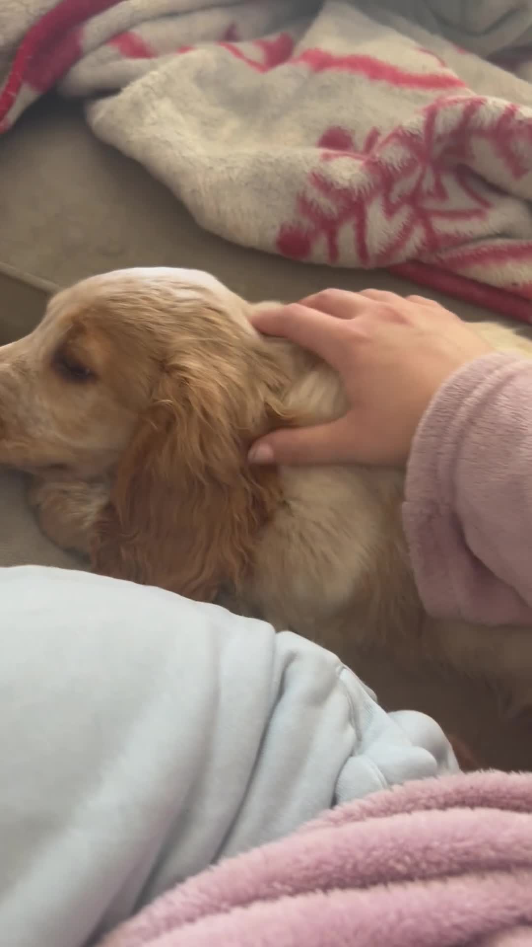 Cocker Spaniel dogs for sale: Casper the show cocker spaniel  - Video 1