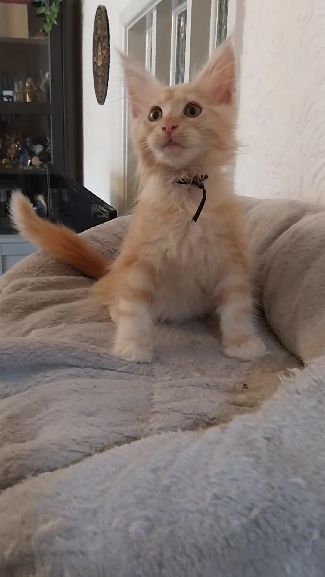 Maine Coon cats for sale: TICA Reg Maine Coon Kittens. Red. Tortie. White - Video 1