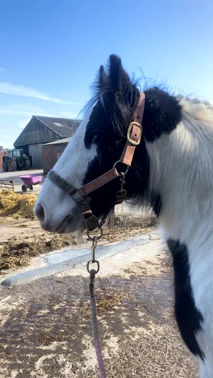 Tinker horses for sale: Family pony for sale  - Video 2