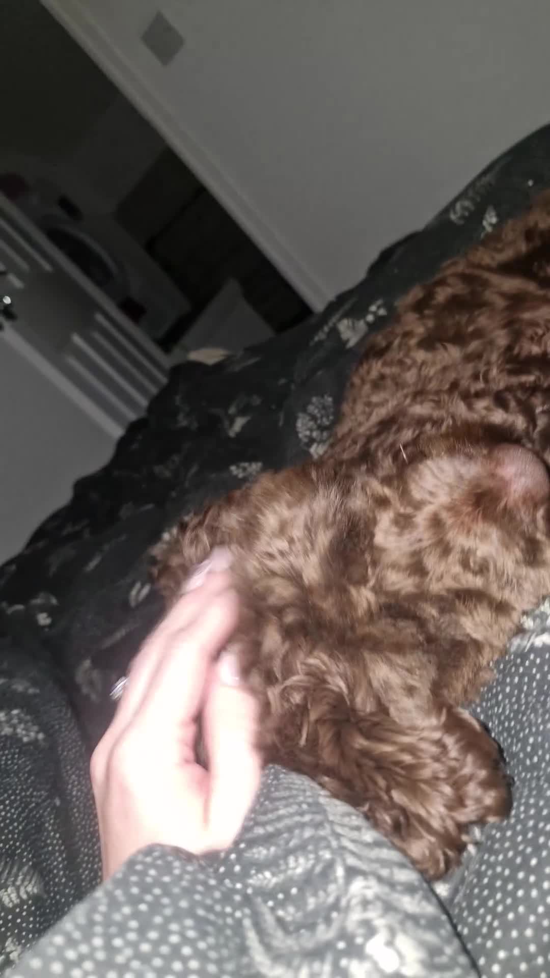 Cockapoo dogs for sale: 20 month old neutered cockapoo - Video 1