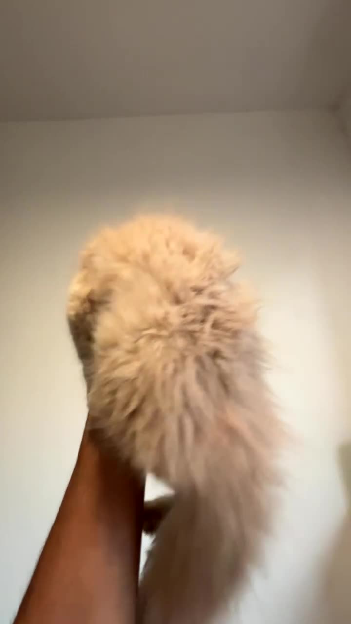 Persian cats for sale: Cleo and milly - Video 4