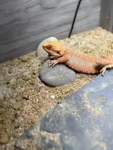 Bearded Dragon reptiles for sale: Bearded dragon cage and all the things you need - Video 1