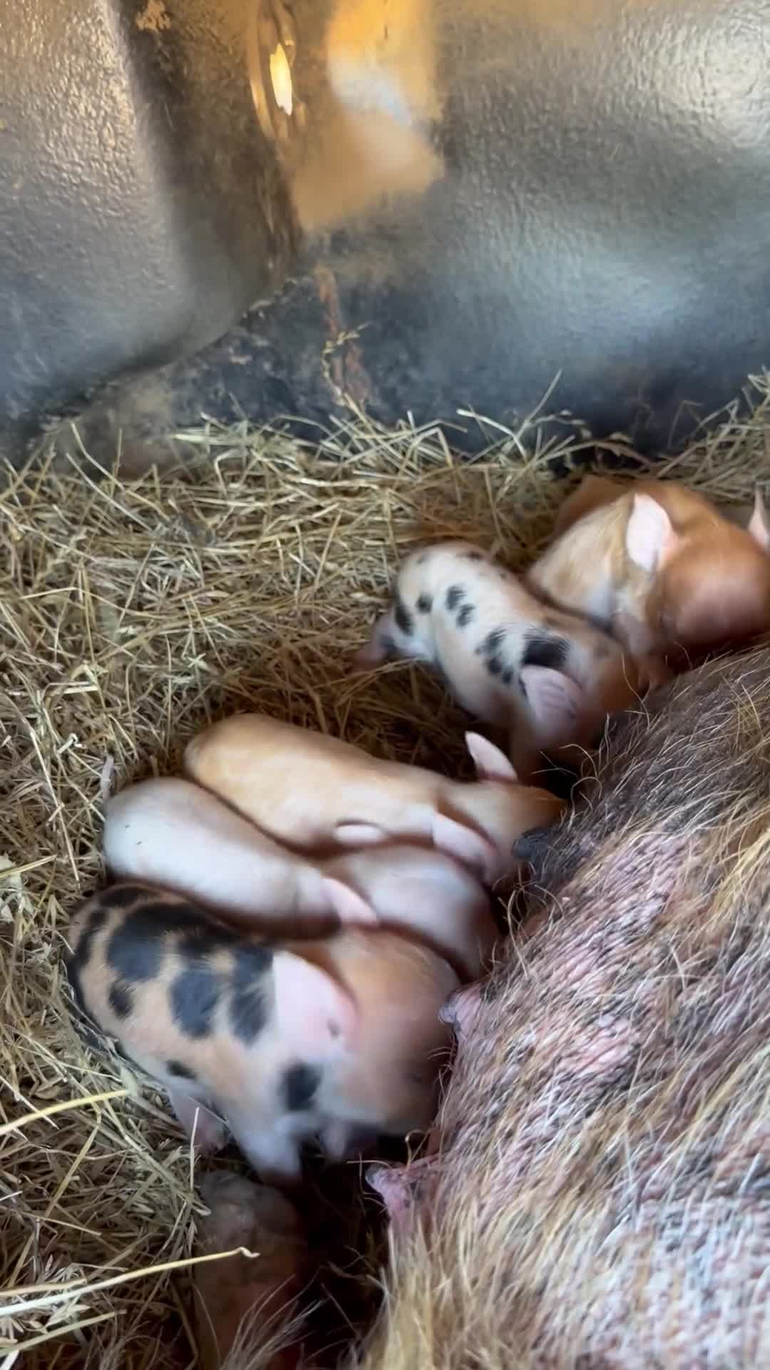 Pig livestock for sale: Kune kune piglets  in Sudbury - Video 1