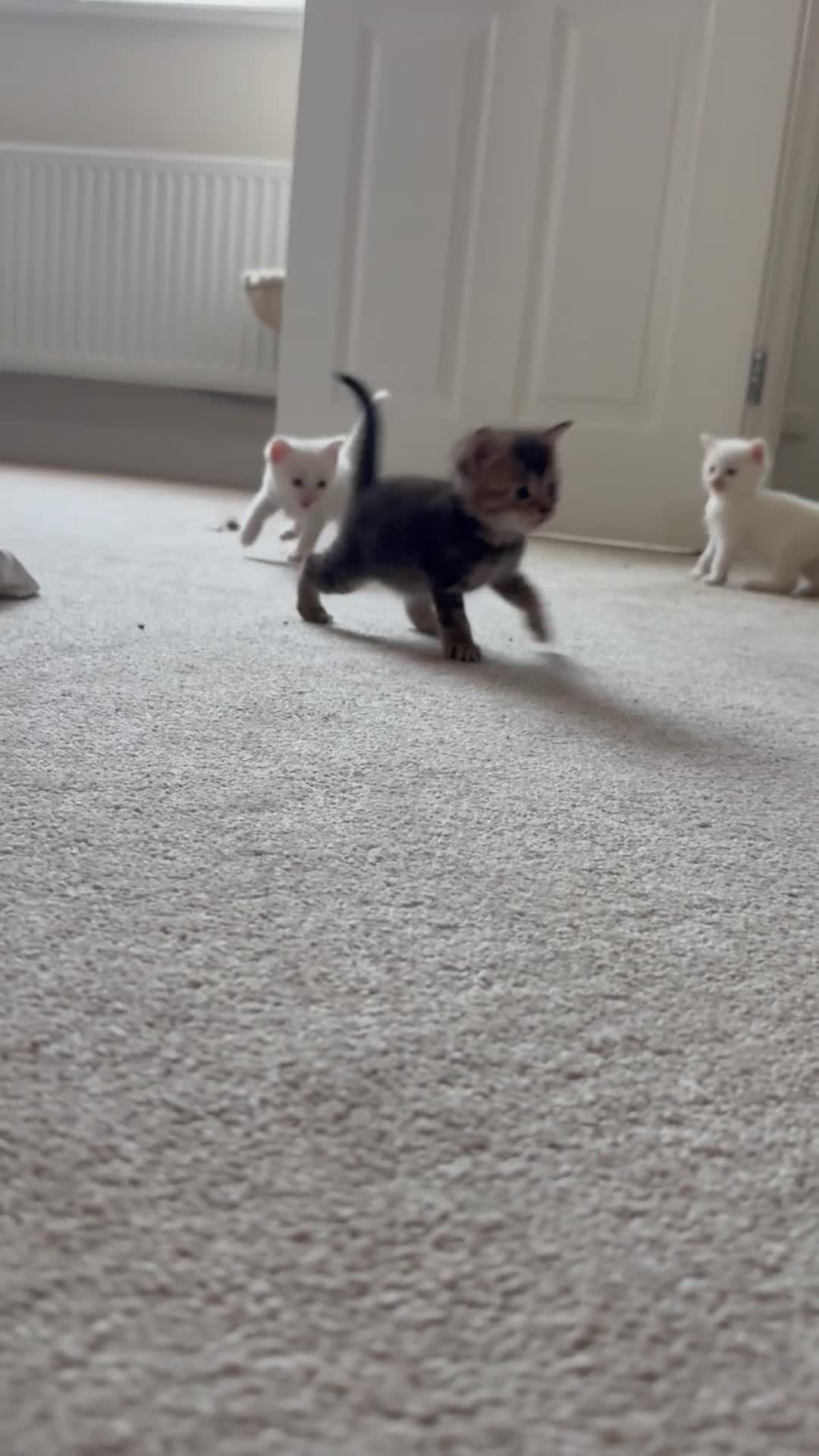 Mixed Breed cats for sale: 3 beautiful kittens in Bristol - Video 1