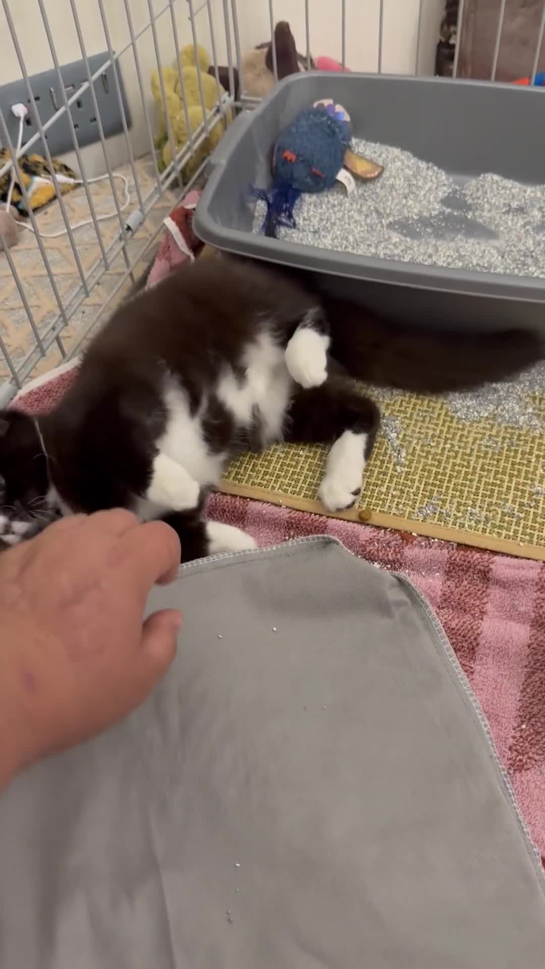 Mixed Breed cats for sale: Buddie is looking for a forever home - Video 1