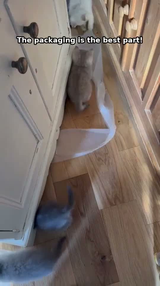 British Longhair cats for sale: Last boy Available- Golden Lilac BHS Ready Now !  - Video 1