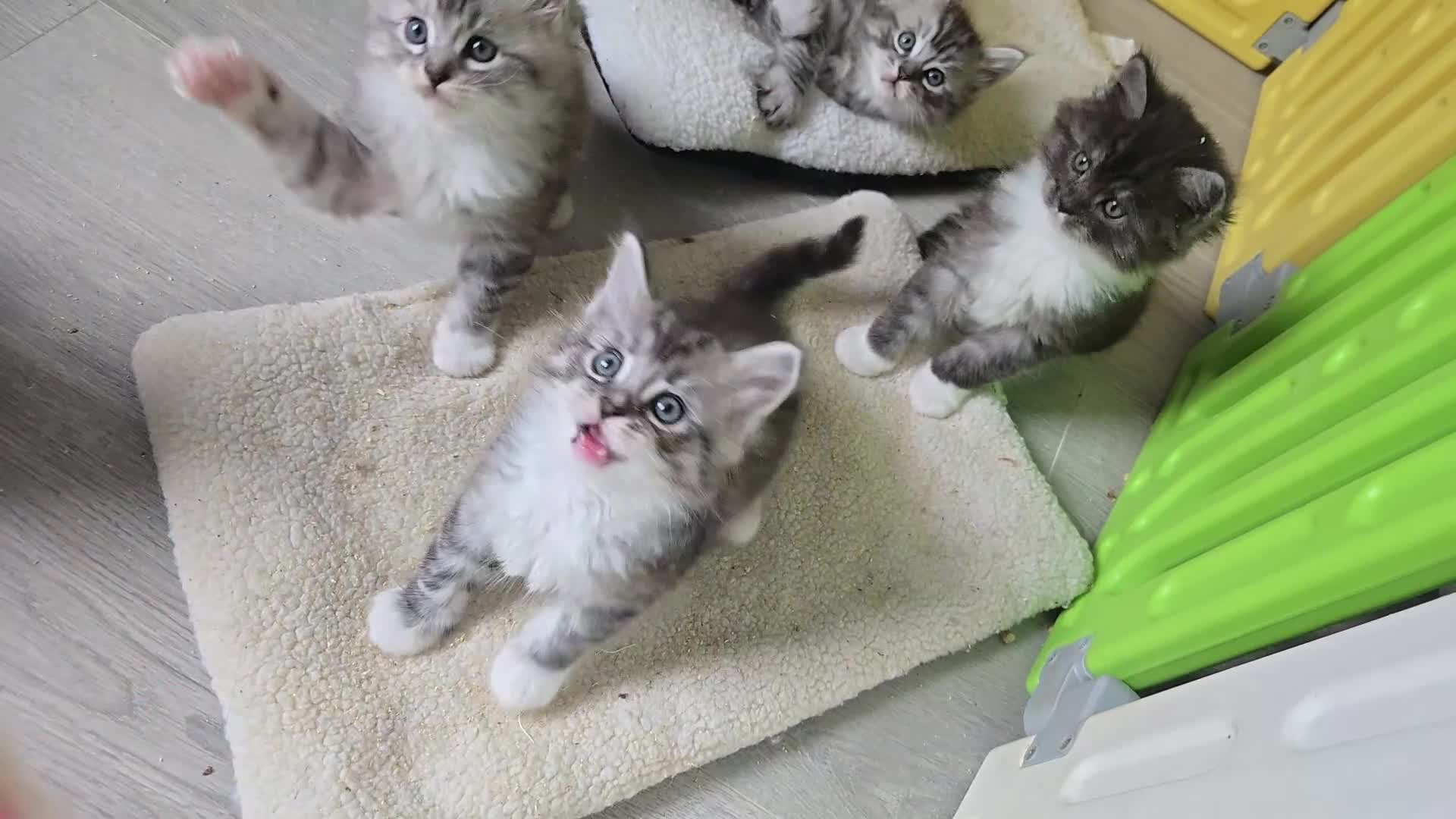 Maine Coon cats for sale: Stunning GCCF Maine Coon babies - Video 1