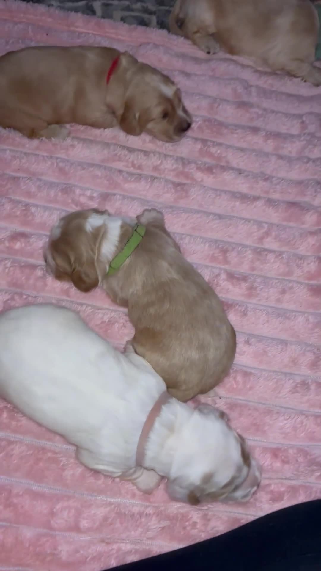 Cocker Spaniel dogs for sale: 6 beautiful cocker spaniels ALL DEPOSIT PAiD - Video 2