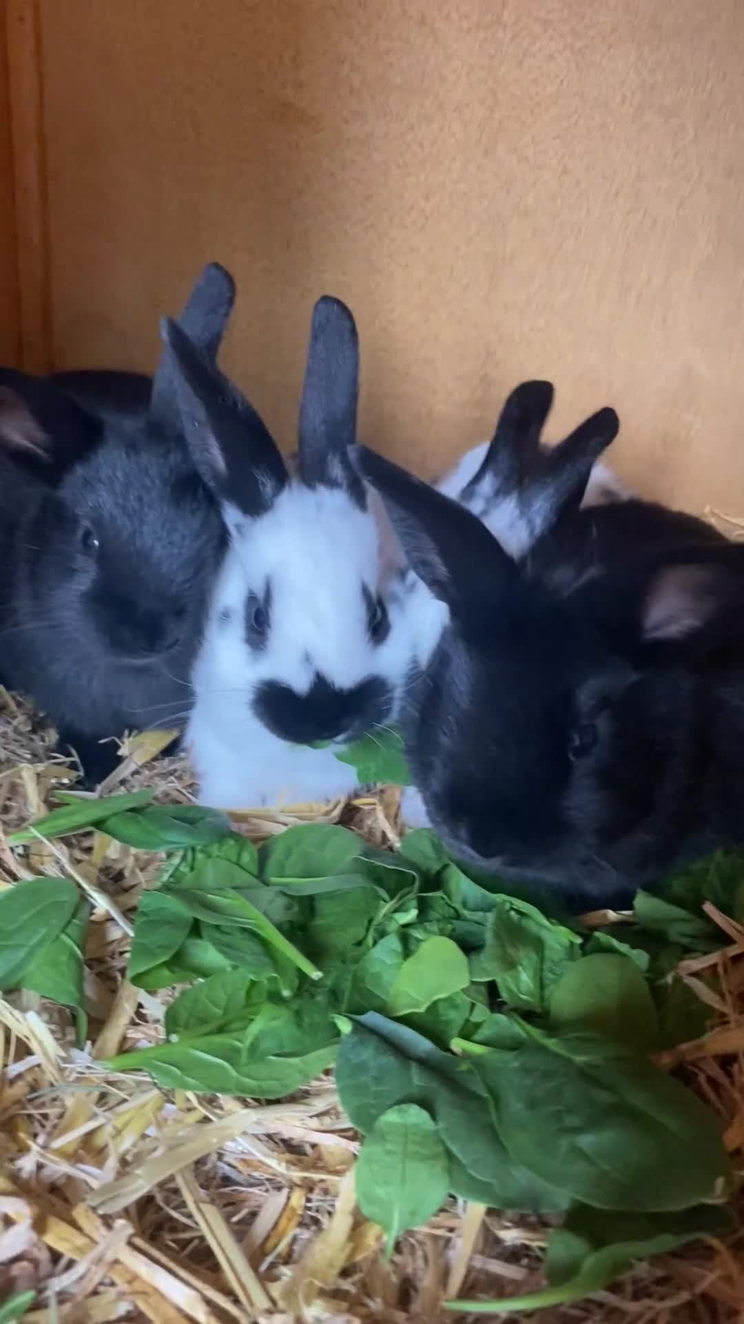 English Spot rabbits for sale: Rex x English spot rabbits  in Reading - Video 1