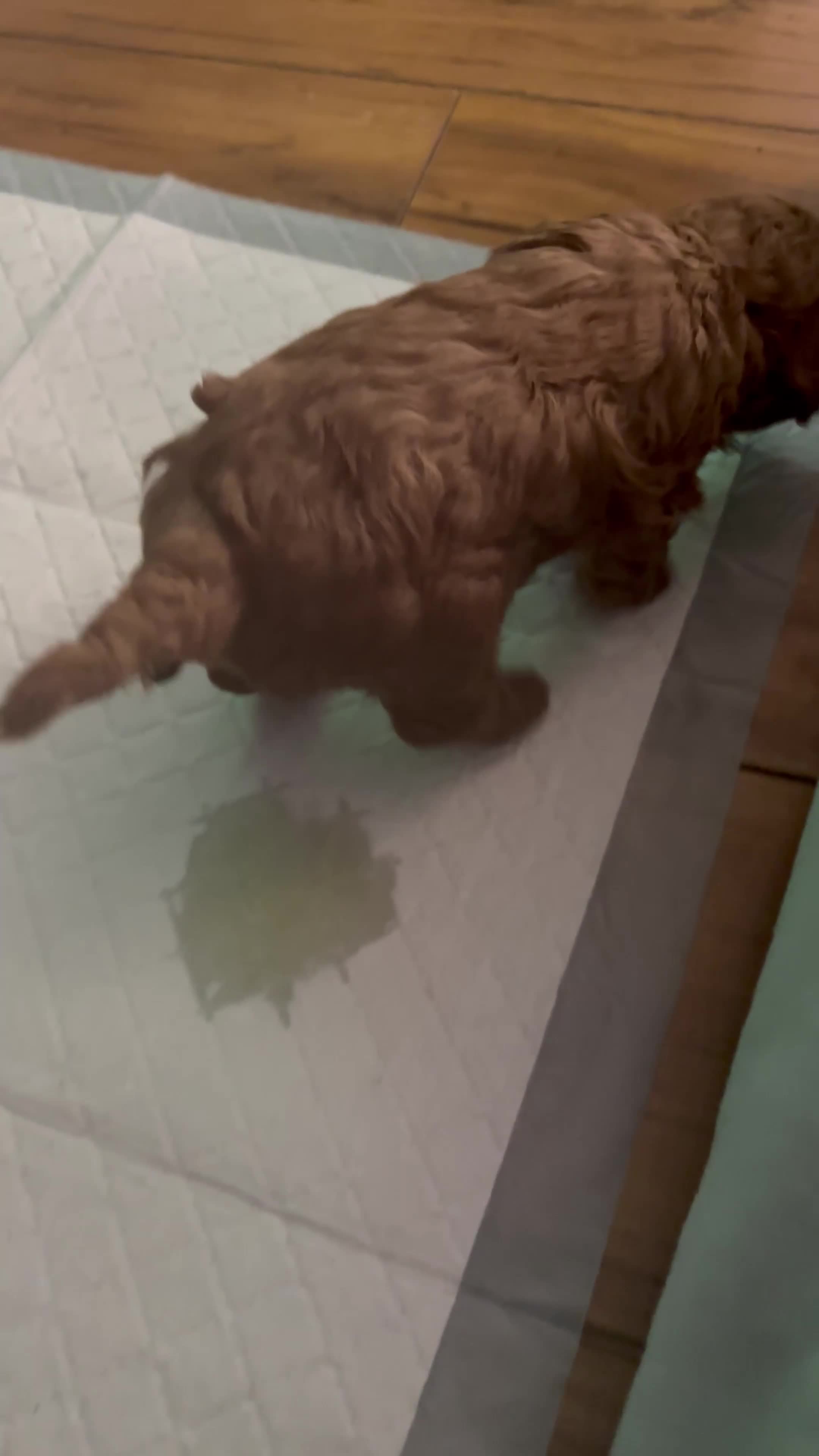 Cavapoochon dogs for sale: F1B Cavapoochon (Toy Poodle) - Video 1