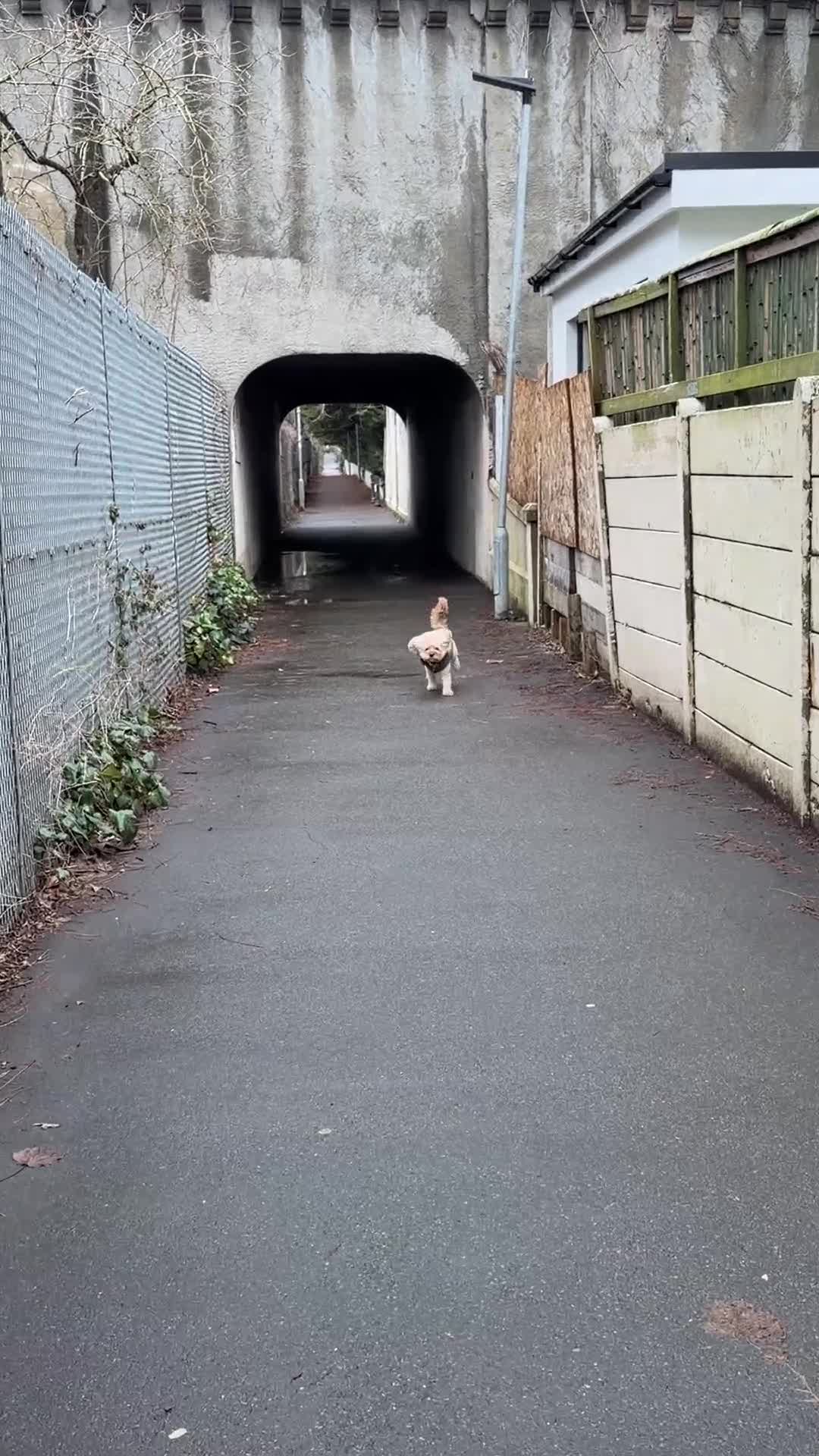 Cavapoo dogs for stud: Stunning Cavapoo Stud – Great Temperament - Video 2