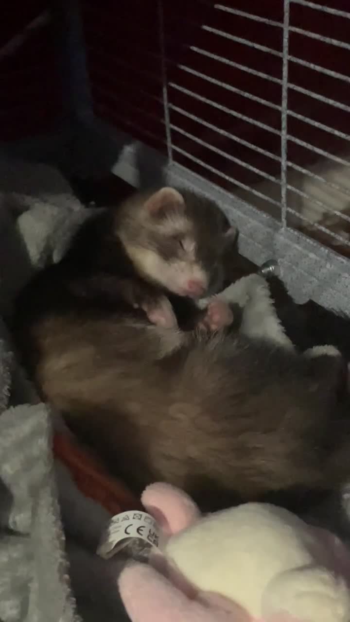 Mixed Breed rodents for sale: Two ferrets one boy and one girl  in Leeds - Video 1