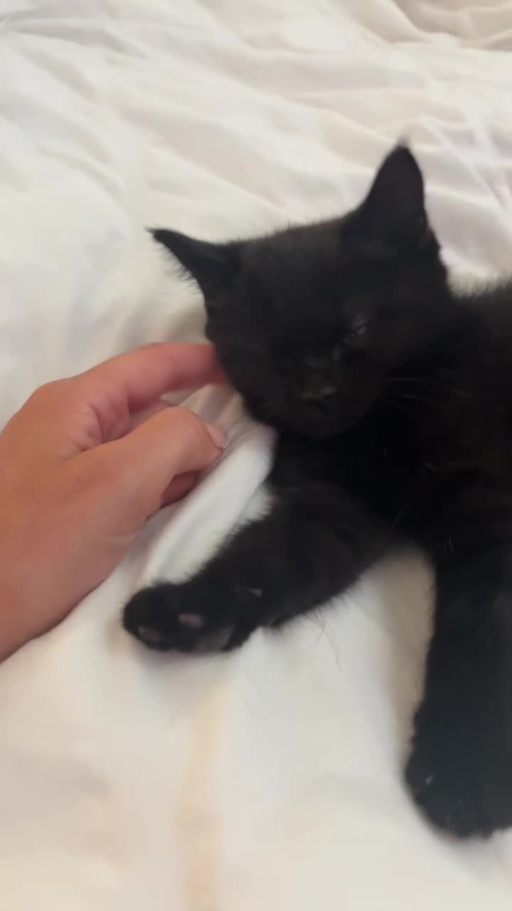 British Shorthair cats for sale: 9 week old kitten - Video 1