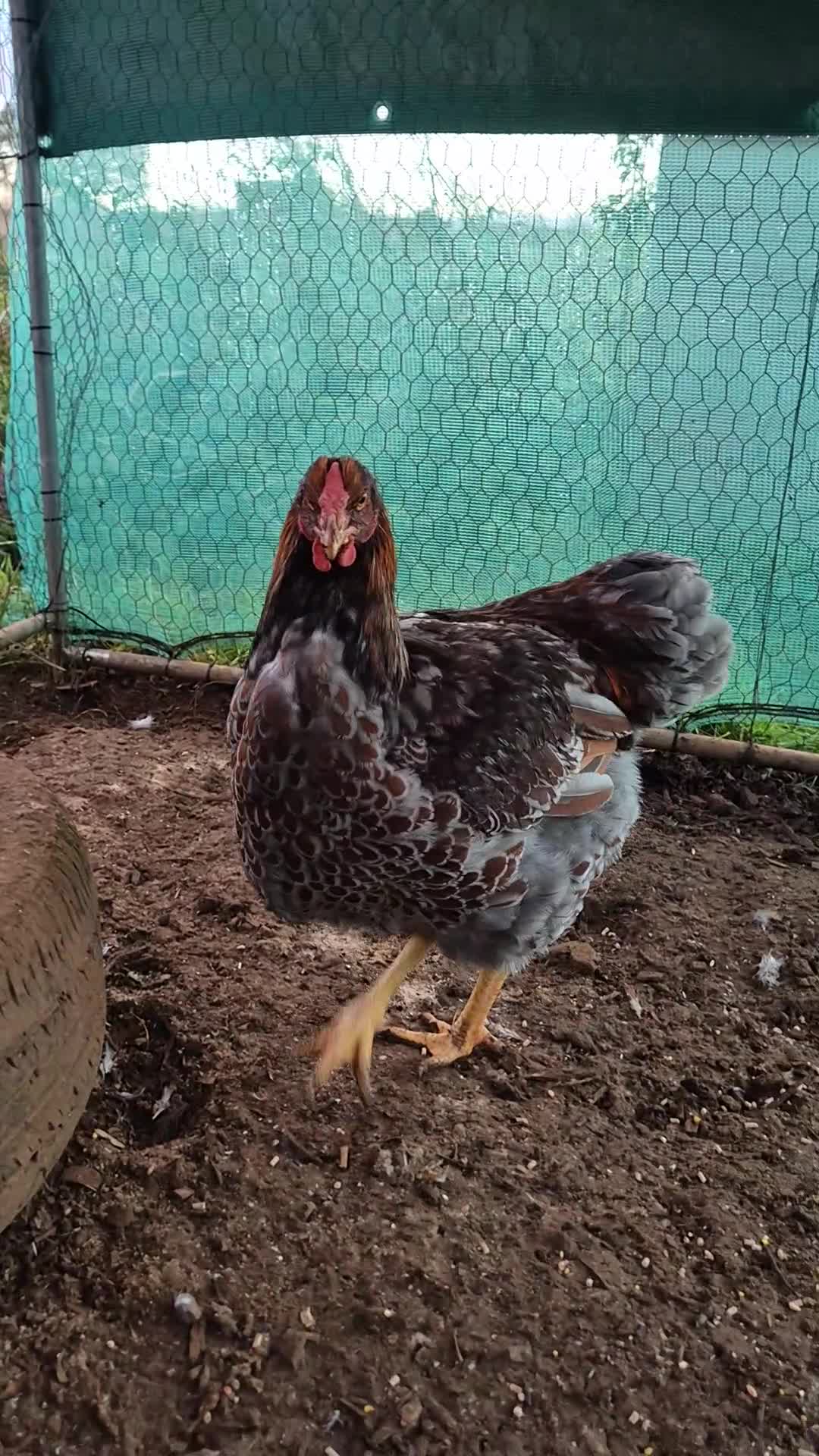 Chickens poultry for sale: 2 x large fowl wyandotte cockerals - Video 1