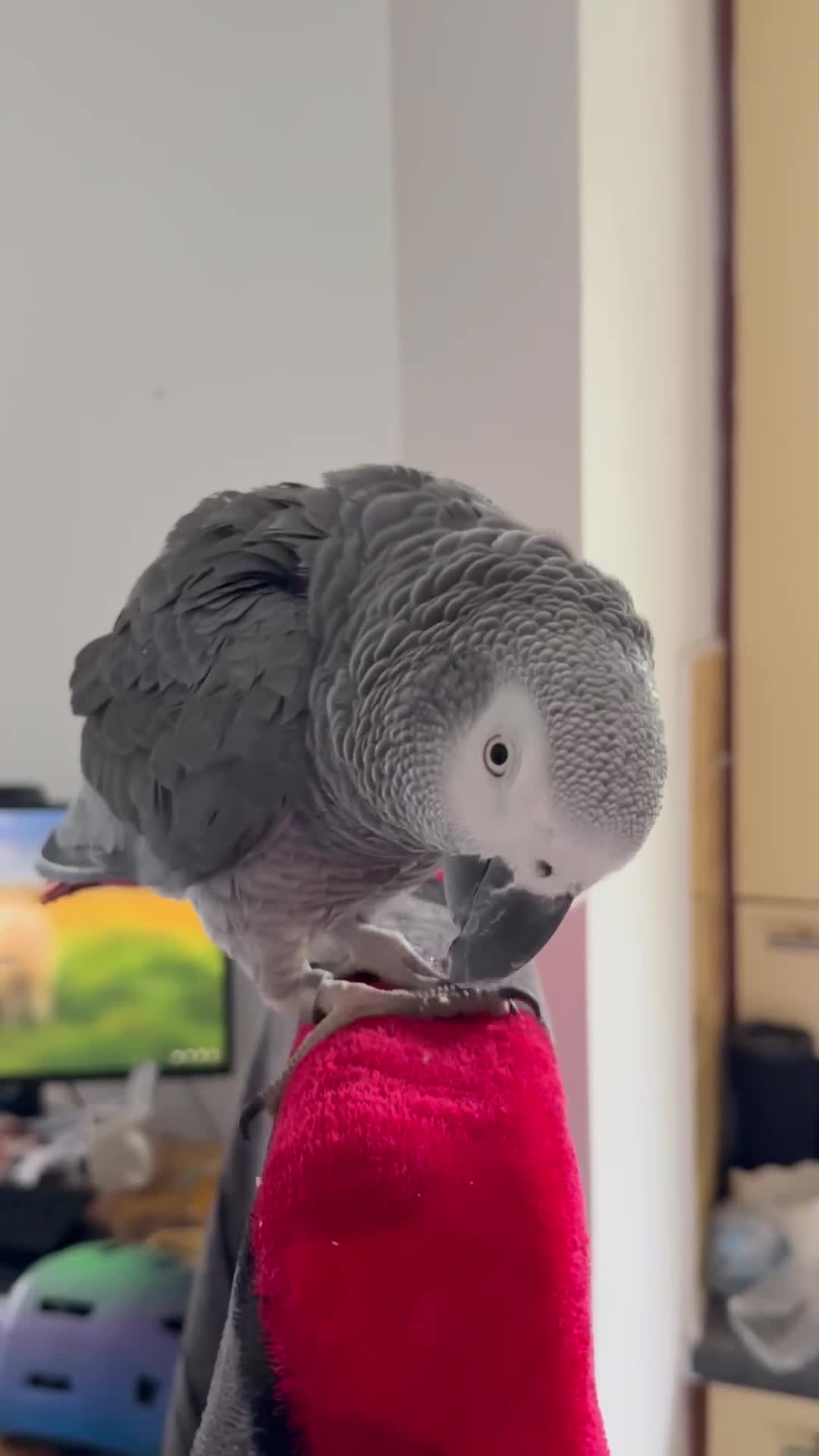 Parrots birds for sale: African Grey Parrot for Sale-Moving Abroad in London - Video 1