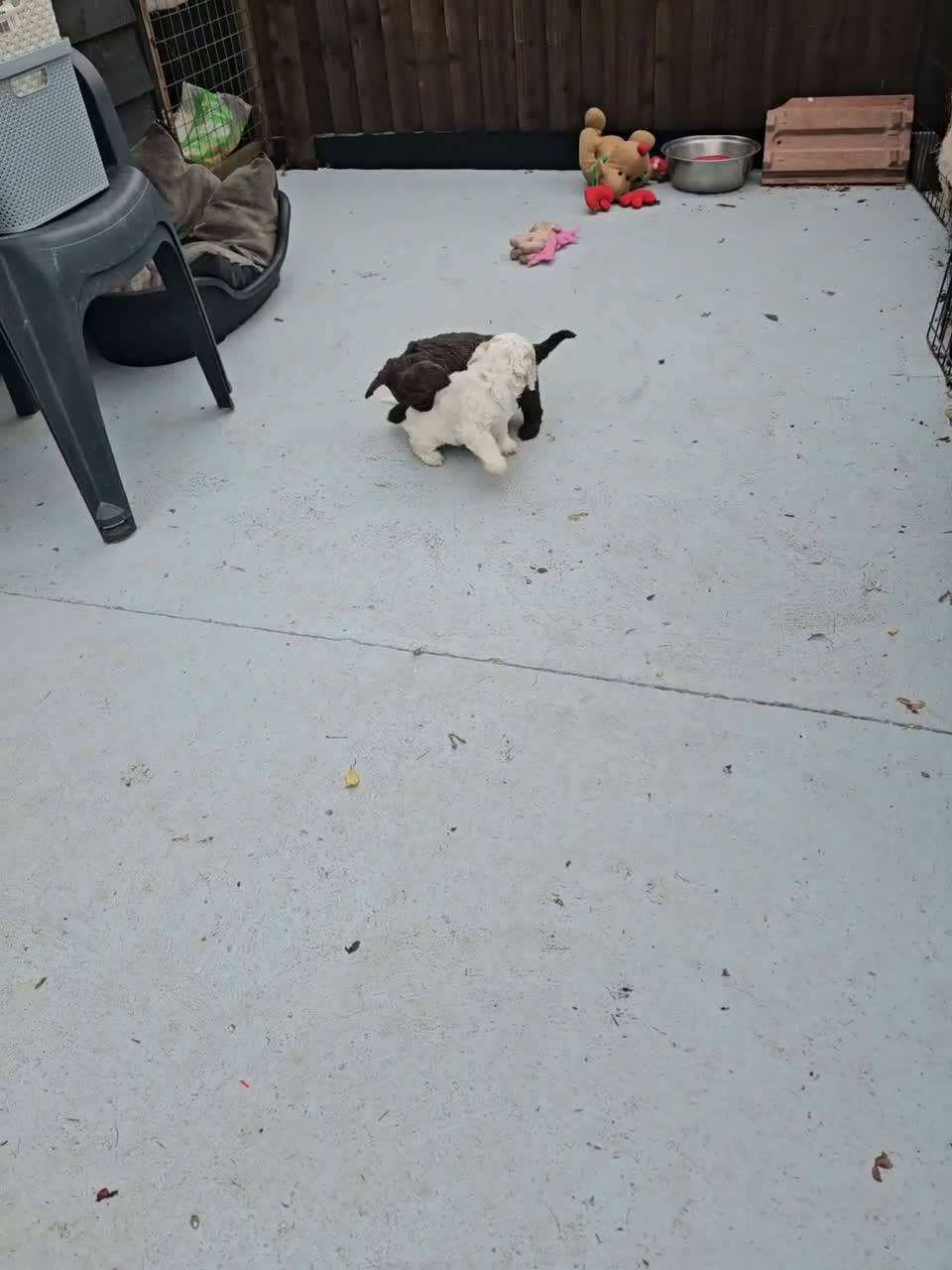 Cockapoo dogs for sale: Bautifull  cockerpoos  - Video 2