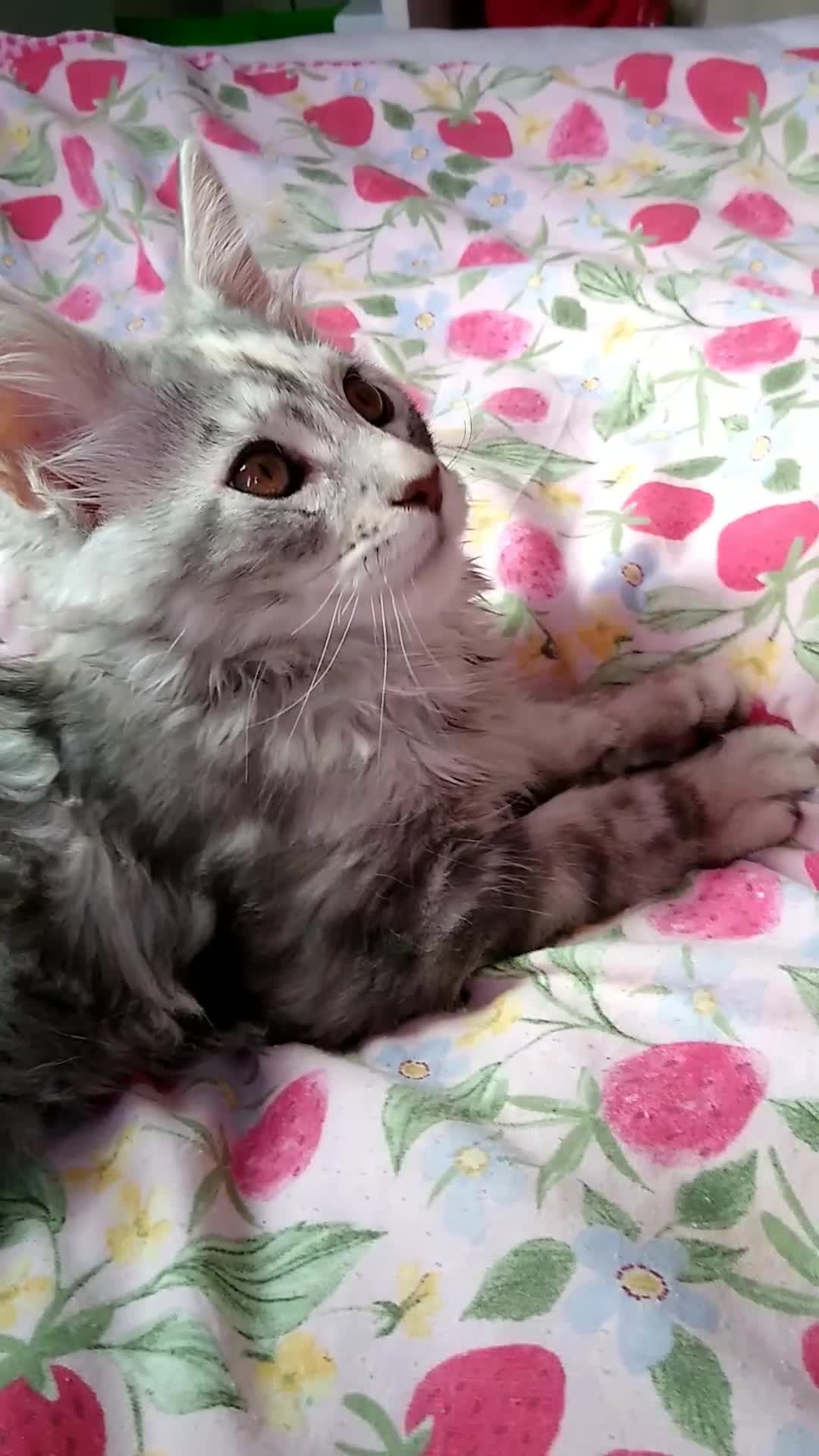 Maine Coon cats for sale: Pure breed XXL Maine Coon kittens  - Video 2