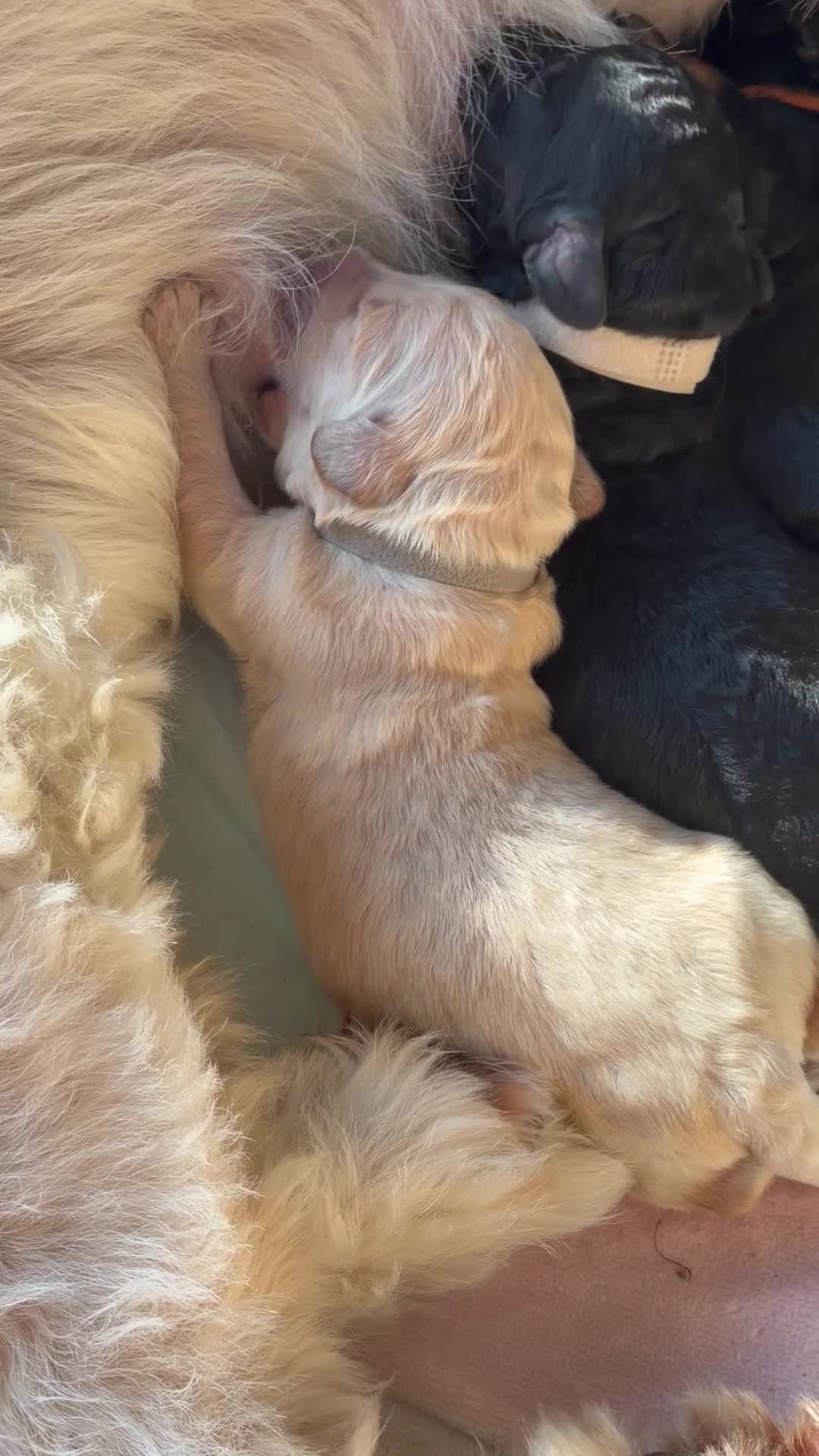 Mini Goldendoodle dogs for sale: F1b Mini Goldendoodle Puppies. Ready to Reserve 🤍 - Video 2