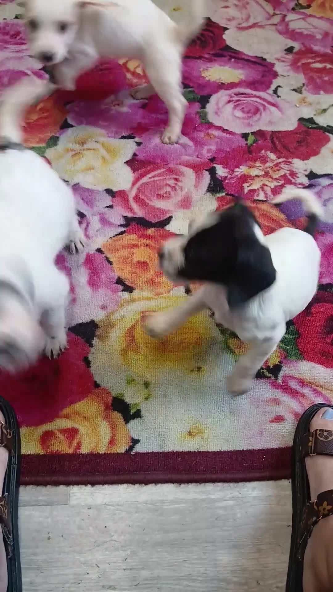 Jack Russell dogs for sale: Jack russell puppys - Video 1
