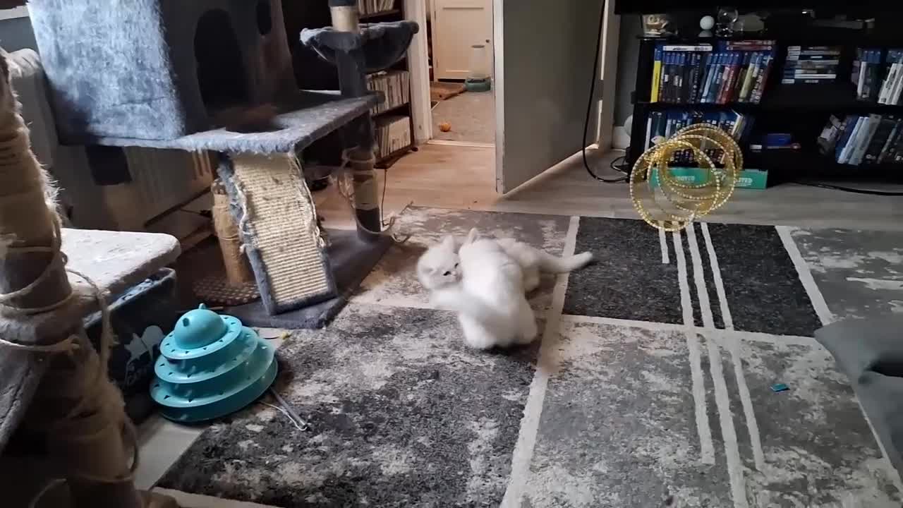 Mixed Breed cats for sale: Two Adorable Pure White Persian x Ragdoll Kittens - Video 1