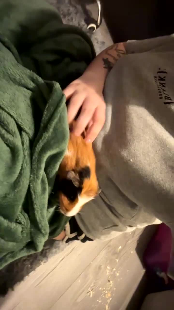 Guinea Pig rodents for sale: 2 male guinea pigs needing rehomed asap in Glasgow - Video 4