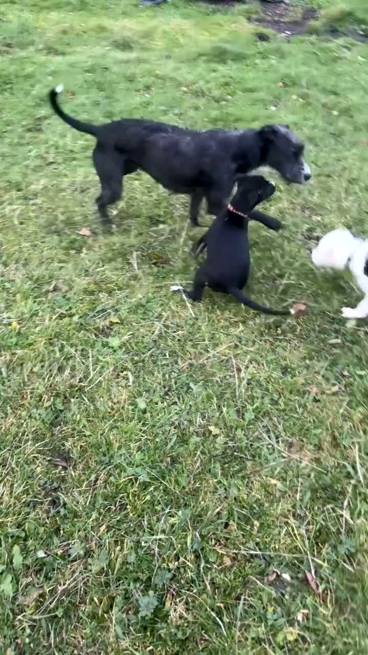 Lurcher dogs for sale: Beautiful Lurcher girl for sale - Video 2