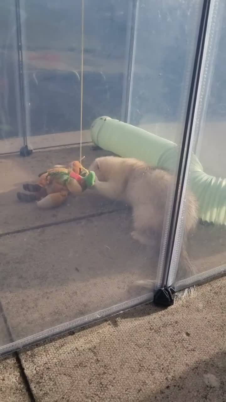 Ferret rodents for sale: Taco for rehoming - Video 1